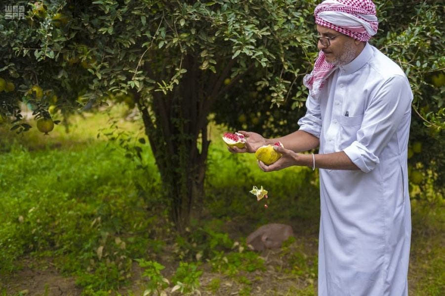 Pomegranate Saudi Arabia. (Supplied)