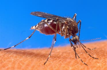 Dengue fever sweeps Sudan.. Appeals and heart-breaking video