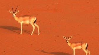 WATCH: Saudi photographer explores ‘Uruq Bani Ma’arid wildlife protected area