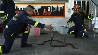 Catching snakes more productive for Bangkok firemen
