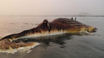 VIDEO: How a humpback whale ended up on the shores of Saudi Arabia’s Asir