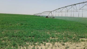 زراعة أعلاف مزارع الاعلاف السعودية
