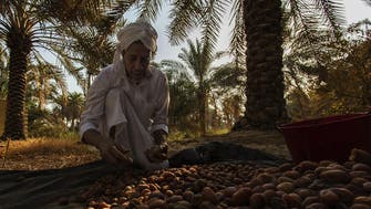 'We had to get our land back': Tunisian date farm proves to be quite fruitful