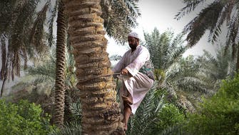 IN PICTURES: A day in the life of an Ahsaa Oasis farmer in Saudi Arabia