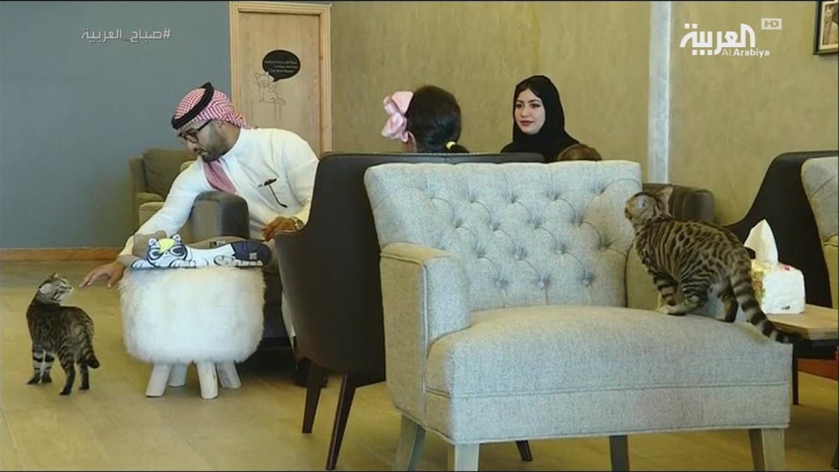 كوفي القطط في الرياض