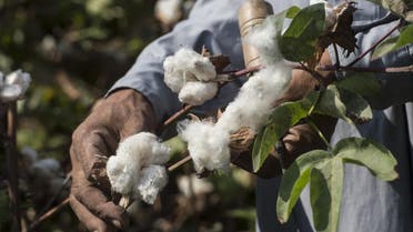An Egyptian farmer working in a cotton field in the Egyptian Nile Delta town of Kafr el-Sheikh on September 13, 2018. (AFP)
