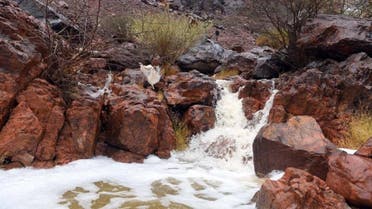 Saudi Medina nature rainfall 5 (Supplied)