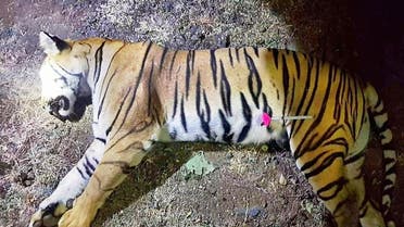 This handout photo released by the Maharashtra Forest Department on November 3, 2018 shows the dead body of the tiger known to hunters as T1 after being shot in the forests of India's Maharashtra state near Yavatmal. (AFP/MAHARASHTRA FOREST DEPARTMENT)