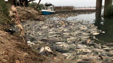 In this Saturday, Nov. 3, 2018 photo, Government employees collect dead carp from a fish farm on the Euphrates river near the town of Hindiyah, 80 kilometers (50 miles) south of Baghdad, Iraq. (AP)