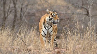 Tigress at Ranthambore. Famous Tigress Machhli who ruled Ranthambore for many years and passed away recently. (Shutterstock)