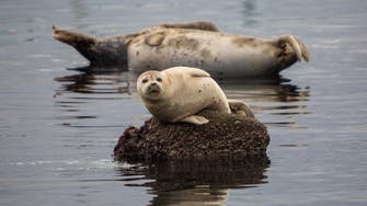 Close call: UK fisherman saved from aggressive seals
