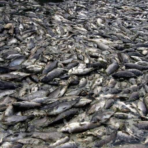 كورونا يهدد الأسماك.. رصيد العالم قد ينفد