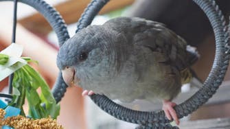 Abu Dhabi parakeet to receive customized prosthetic beak 