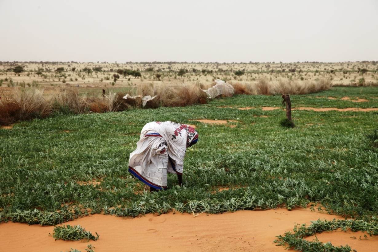 A woman works in a melon patch in the commune of Dar El Barka, Mauritania, October 20, 2018. (Thomson Reuters Foundation/Nellie Peyton)
