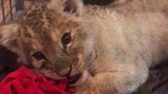 Lion cub found inside luxury car in Paris 