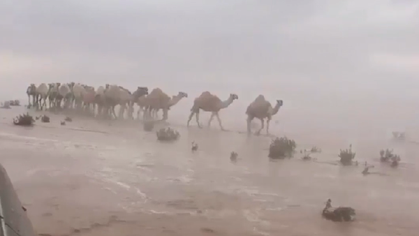 شاهد.. قصة إبل "هوليوودية" في صحراء السعودية