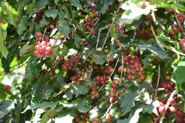 Coffee trees Jazan. (SPA)