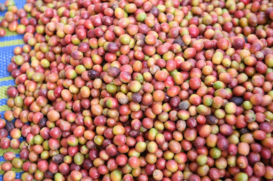 Coffee trees Jazan. (SPA)
