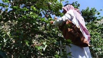 IN PICTURES: Find out how this Saudi province in Jazan celebrates coffee trees