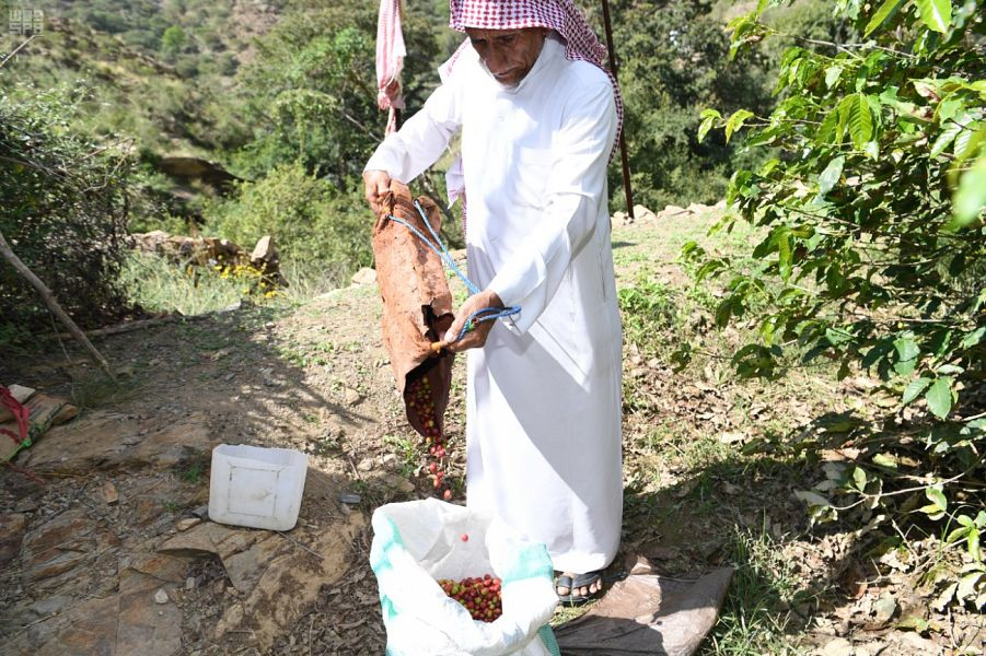 Coffee trees Jazan. (SPA)