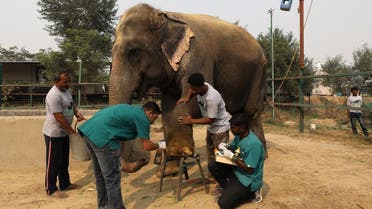 India elephant hospital. (Reuters)
