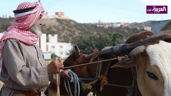 Saudi farmer refuses technology, uses bulls for tilling
