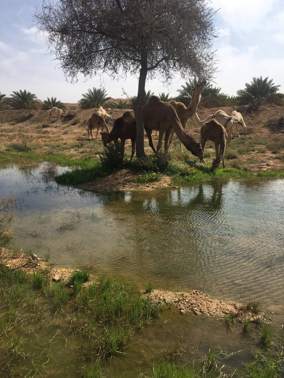 bedouin 4 (Supplied)