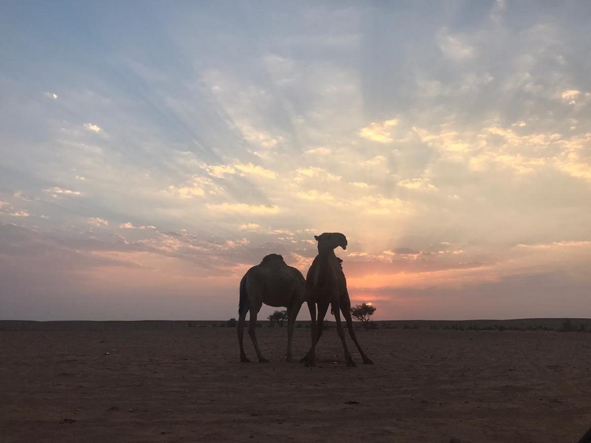 bedouin 6 (Supplied)