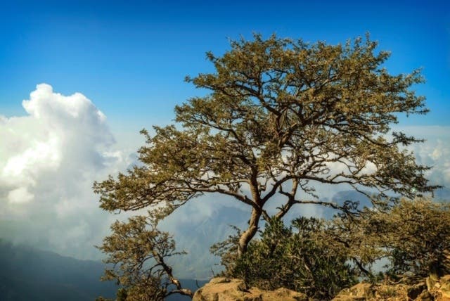 Saudi Assir mountains 4 (Asmaa Abu Qamr)
