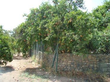 Among the most popular fruit in the valley is pomegranate. (Supplied)