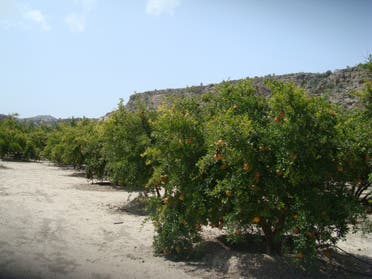 The farm of the Ministry of Agriculture is reputed to have the best varieties of the fruits and vegetables. (Supplied)