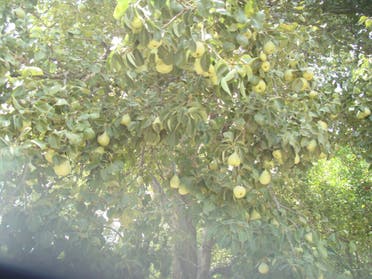Pears growing in the valleys of Jabal al-Akhdar. (Supplied)