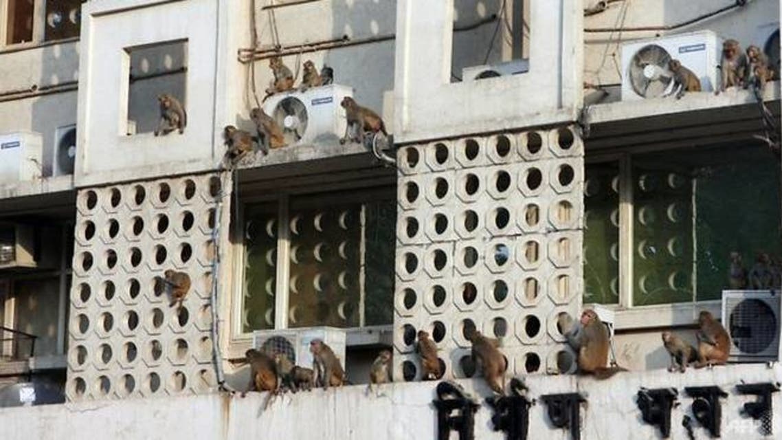 قرود على جدران مبنى وزارة الصحة في العاصمة الهندية نيودلهي