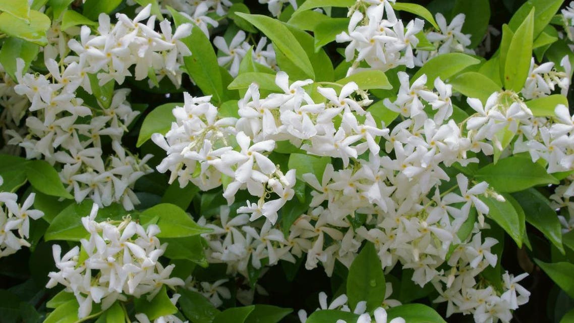چمبیلی کے پھول