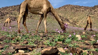 IN PICTURES: Flowers bloom in this Saudi desert following rain