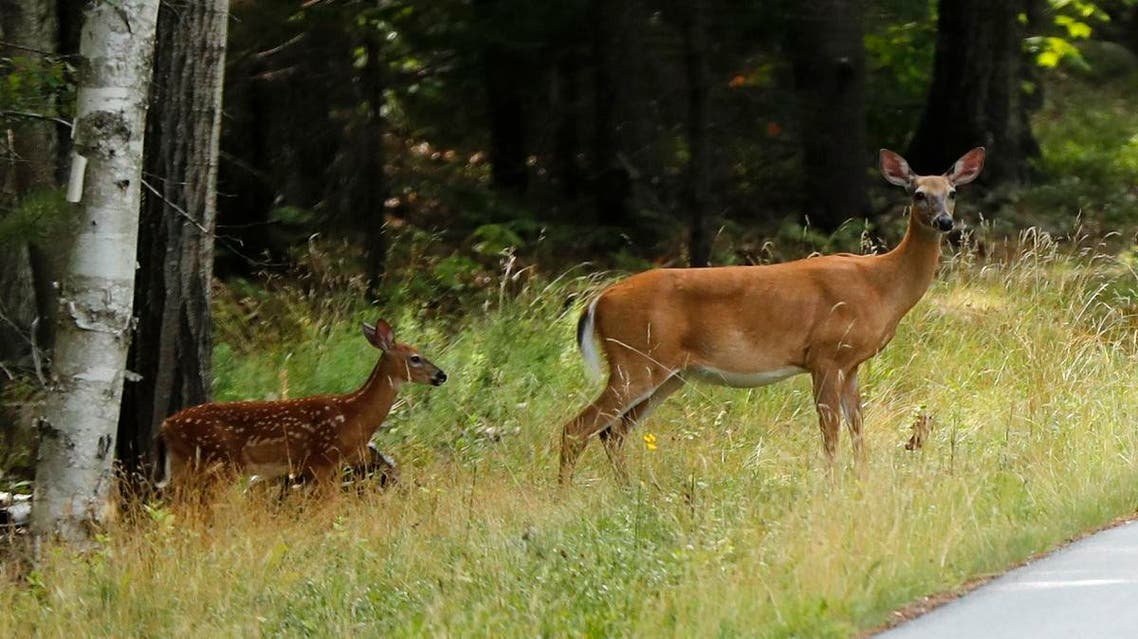 Deer. (AP)