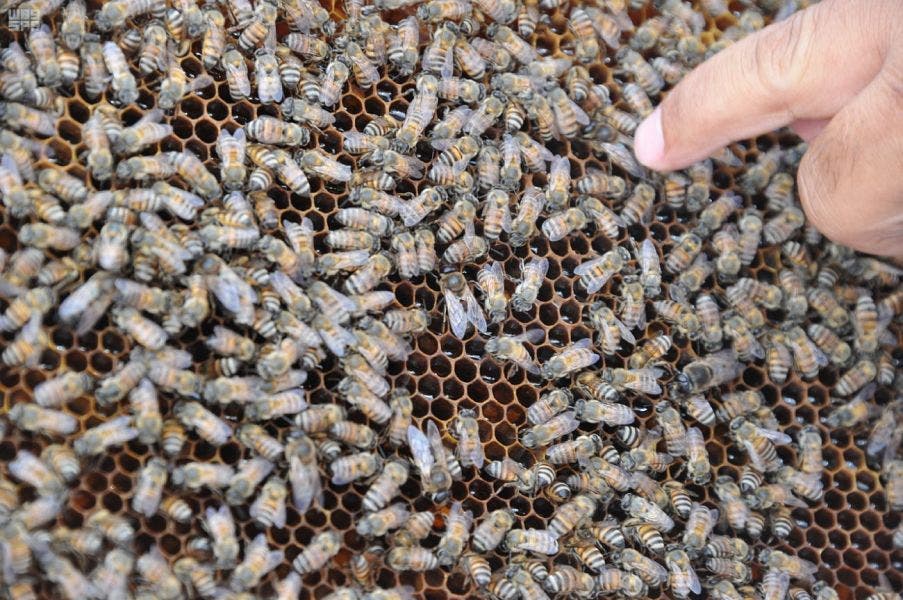 Honey beekeeping Saudi Jazan. (Supplied)