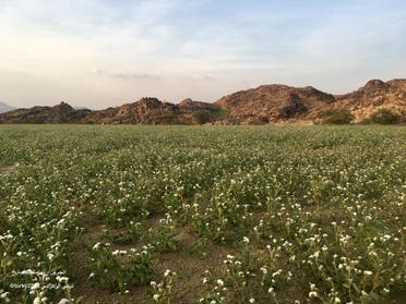 Saudi flowers in the desert. (Supplied)