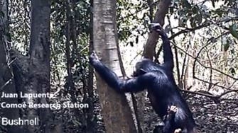 WATCH: Chimpanzee uses brush-tipped stick to drink water from tree holes