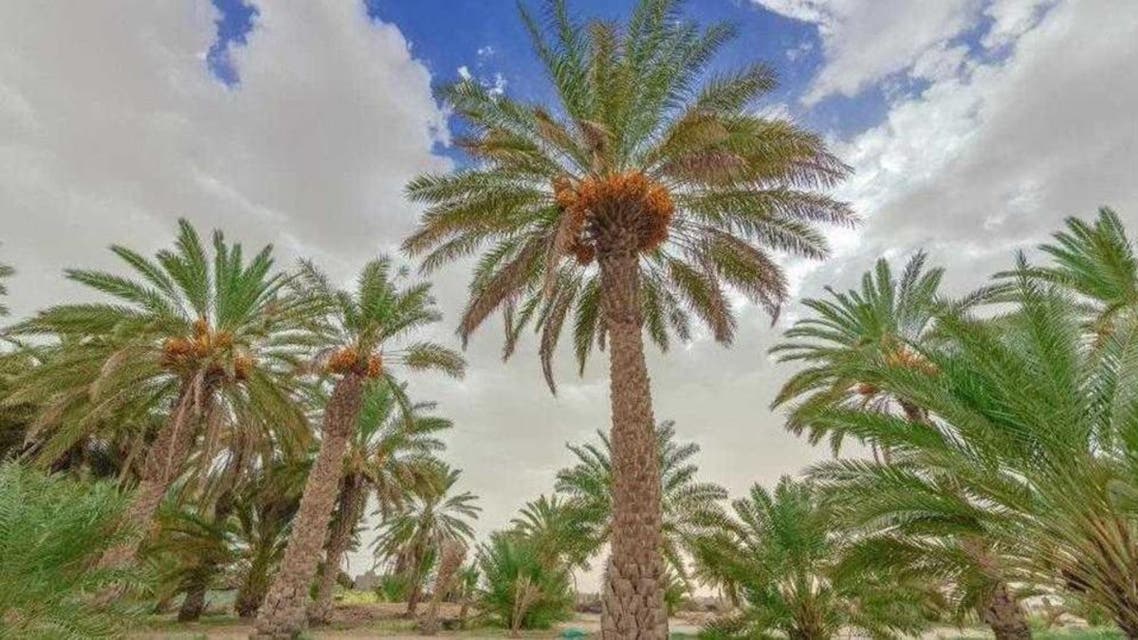 Egypt: largest dates garden in world