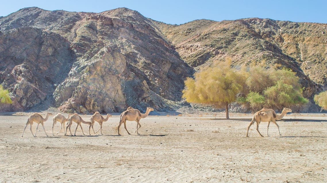 The_camel_family