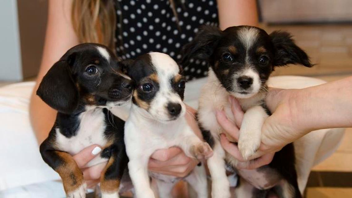 puppies ap