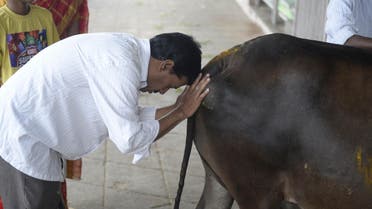 An Indian Hindu devotee worships a cow to celebrate a festival in Hyderabad, on September 3, 2018. (AFP)