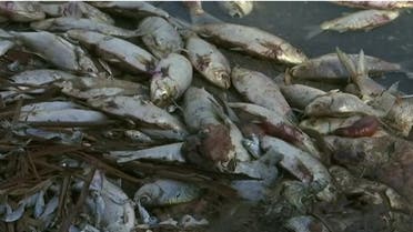 A million dead fish cause environmental stink in Australia