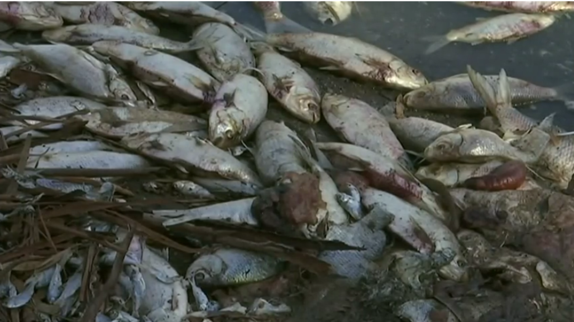 Dead fish Australia. (Reuters)