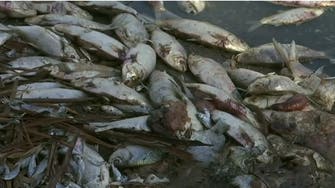 A million dead fish cause environmental stink in Australia 