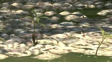 Dead fish Australia. (Reuters)