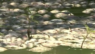 Thousands of fish die in 3rd mass death in Australian river