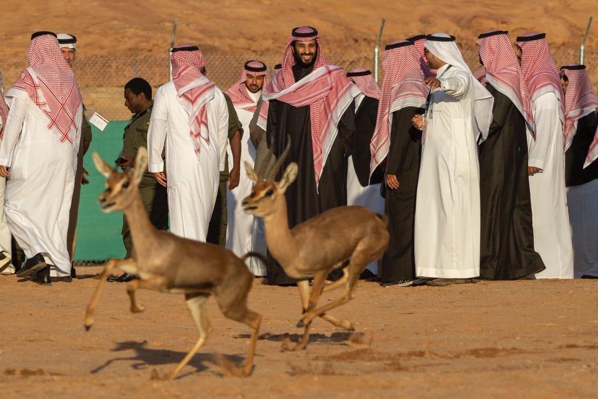 الأمير محمد بن سلمان بمحمية شرعان الطبيعية في محافظة العلا