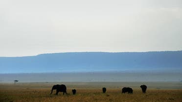 Maasai Mara nature reserve in Kenya. (AFP)